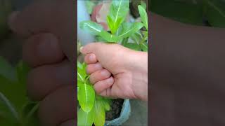 my favourite colour vinca flower ❤️flowers love trending gardening shortvideo viral [upl. by Esidnak]