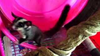 Sugar Glider on DIY running wheel [upl. by Mora]