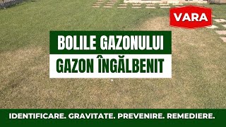 Bolile gazonului vara amp gazon îngălbenit vara Cauze Fungicide Gravitate Identificare Prevenire [upl. by Flora]