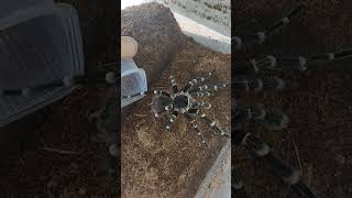 acanthoscurria geniculata music pajak ptasznik dcviralvideo [upl. by Dyan]