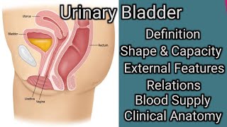 Urinary Bladder [upl. by Elephus]