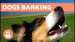 The Best Barking Dogs Compilation [upl. by Notgnirrac]