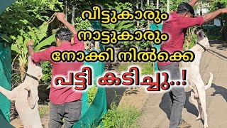 കടിയോട് കടി Dog challenge Leash Talks [upl. by Hannasus]