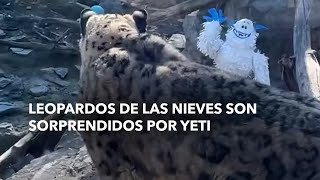 Leopardos de las Nieves son sorprendidos por Yeti [upl. by Ecnahoy333]