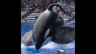 Tilikum pushes gate open  August 14 2015  SeaWorld Orlando [upl. by Akehsar]