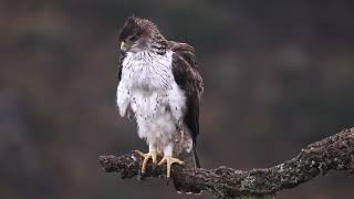 Águila Perdicera  Aquila fasciata [upl. by Dwayne]