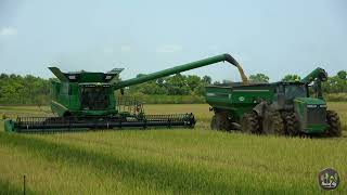 Harvesting Rice in South Louisiana [upl. by Elagiba]