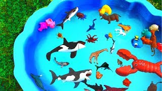 Wild Zoo Animal Toys For Kids  Learn English Animal Names [upl. by Gigi]