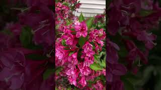 Sonic Bloom Pink Weigela  Illinois Zone 5 Garden Shorts [upl. by Naruq805]