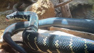 Boelen’s Python At San Diego Zoo [upl. by Lamej884]