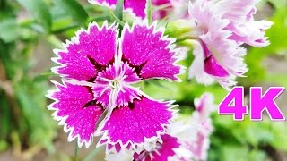 Carnations Flowers  Dianthus Barbatus Sweet William amp Dianthus Caryophyllus  Flower 11 [upl. by Seem]