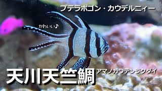 天川天竺鯛【プテラポゴン・カウデルニィー】白黒のかわいい熱帯魚 [upl. by Nirag885]