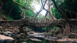 Living Root Bridge Mawlynnong Meghalaya [upl. by Rimisac]