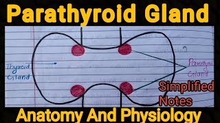 Notes of Parathyroid Gland  Anatomy And Physiology [upl. by Sadira]