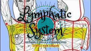 ❋ Enhanced TCells and Lymphocytes  SelfLymph Drainage  White Blood Cells  Rain Sounds [upl. by Aehs]