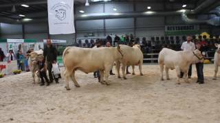 LYSA 2016 CHAROLAIS JUNIOR 1 [upl. by Sulohcin]