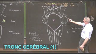 Anatomie du tronc cérébral 1 Neuroanatomie 3 [upl. by Berard]