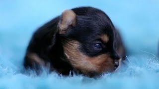 5 Day Old Yorkie Puppies Learning to Walk [upl. by Ardnosak]