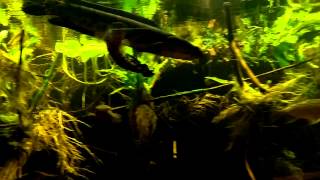 Polypterus Aquarium  Bichir Tank 2880l [upl. by Arednaxela181]