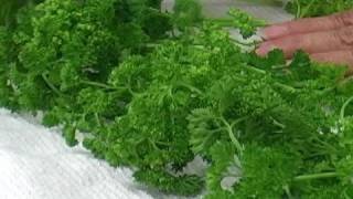 Parsley  How to Store Parsley [upl. by Lamar715]