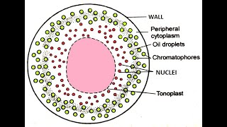 Vaucheria Morphology [upl. by Oijimer]