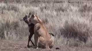 Lion kill Masai Mara by Jools Lloyd [upl. by Pirali]