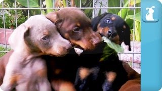 Doberman Puppies  Puppy Love [upl. by Euqinna]