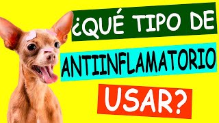 Antiinflamatorios en Mascotas ¡Los Trucos que Nadie te Cuenta [upl. by Rowley836]