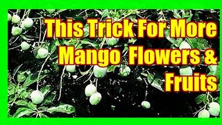 This Trick May Force Mango Tree To Fruit [upl. by Ardnoed]