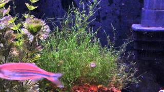 Pearl Danio quotDanio albolineatusquot Breeding in the moss [upl. by Arondel]