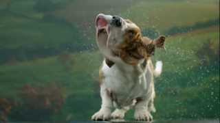 Secret Life of Dogs Basset hound shakes off water in ultra slow motion [upl. by Luedtke]