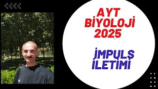 impuls iletimi sinir sistemi 2 AYT biyoloji 2024 polarizasyon depolarizasyon repolarizasyon [upl. by Eifos982]