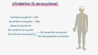 Introduktion til nervesystemet [upl. by Jonathan176]