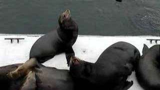 Sea lions barking [upl. by Kursh]