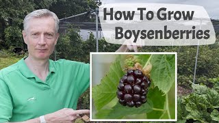 How To Grow Boysenberries  Boysenberries Are A Raspberry Blackberry Cross With A Superb Flavour [upl. by Savadove]