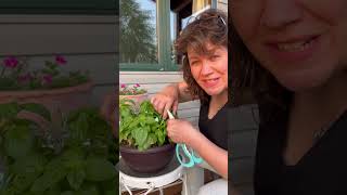 Dont be Scared to Cut your Basil Heres How to Prune your Basil  It NEEDS it [upl. by Ariom]