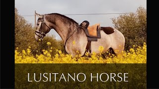 Lusitano Horse for Sale  5 yo  164 cm [upl. by Minni]