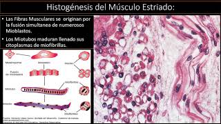 Histogénesis del Músculo Estriado [upl. by Shirline]