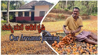 ನಮ್ಮ ಮನೆ ಅಡಿಕೆ ಕೃಷಿ  Our Arecanut farming 👌🏻🌳 [upl. by Leeda]