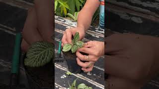 Amazing how to plant fittonia houseplants [upl. by Scutt]