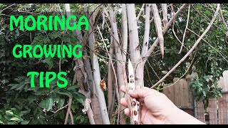 The SECRET To Growing MORINGA  Propagation Tips [upl. by Ardiek501]