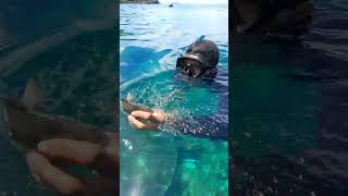 Spearfishing with my friend in Anambas Islands Indonesia  tourism anambas indonesia [upl. by Yks251]