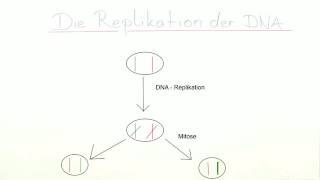 REPLIKATION DER DNA  Biologie  Genetik und Entwicklungsbiologie [upl. by Lledniuq]