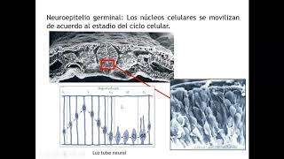 Desarrollo SN 2 Histogénesis [upl. by Uball119]