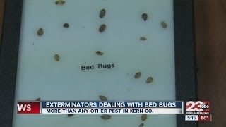 Exterminators dealing with bed bugs [upl. by Hardigg904]