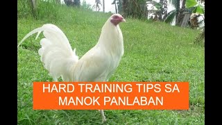 Sabong tips HARD TRAINING TIPS SA MANOK PANLABAN [upl. by Oibesue119]