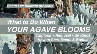 When Your Agave Blooms Cautions Removal 20 Kinds How to Start Seeds and Bulbils [upl. by Conlee]