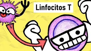 LINFOCITOS T  Activación Subpoblaciones y Funciones [upl. by Yennaiv937]