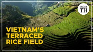 Spectacular rice terrace fields of Vietnam [upl. by Earlie324]