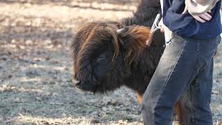 Petting and Brushing Ten Month Old Laird  McCallie Highland Coos [upl. by Kirch248]